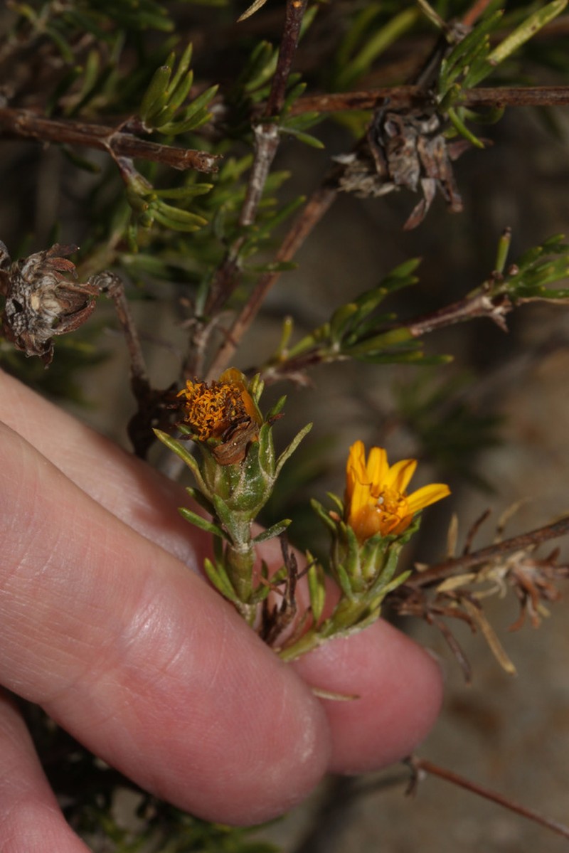 Burnellia senaria photo 5