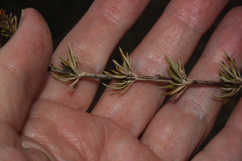 Burnellia senaria photo 6