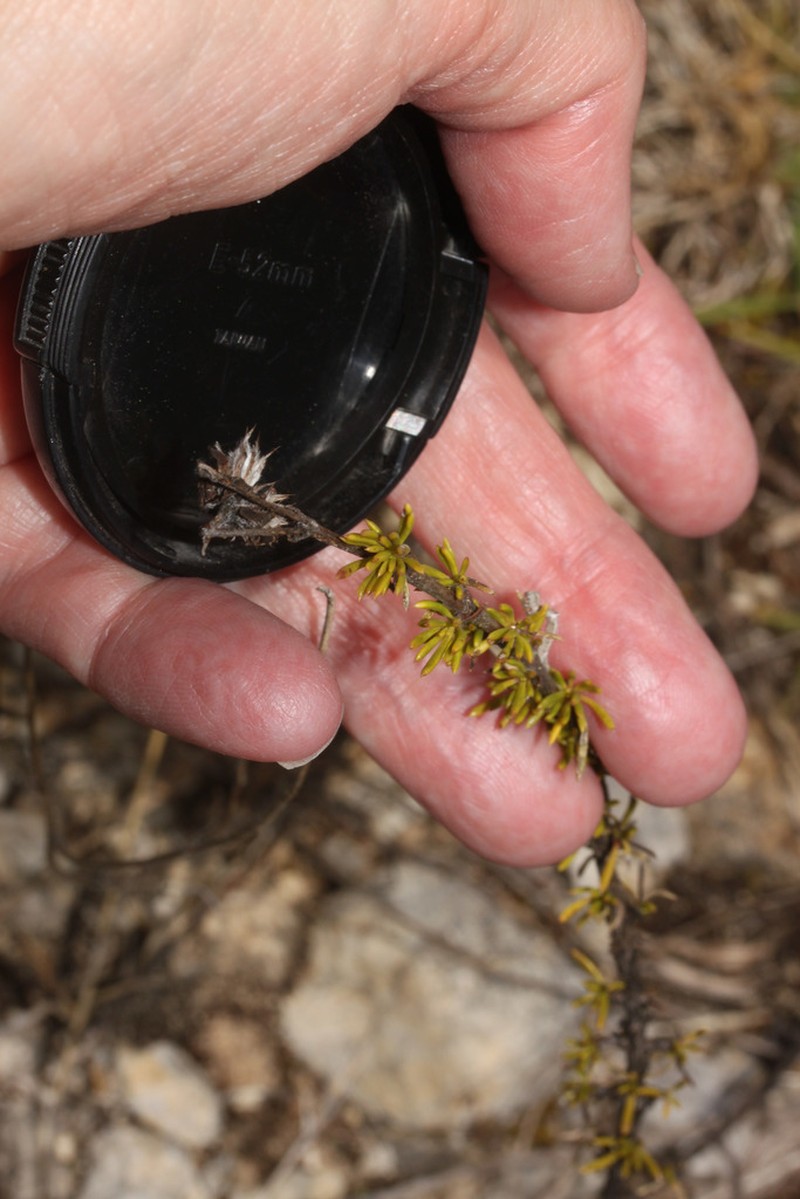 Burnellia senaria photo 7