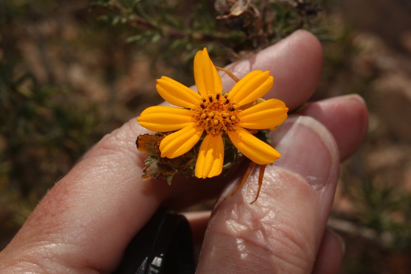 Burnellia senaria photo 8