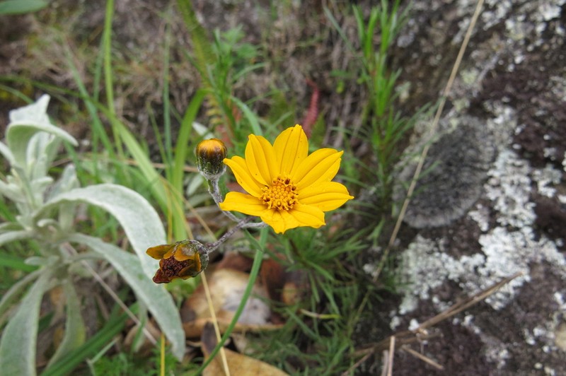 Burnellia sherffii