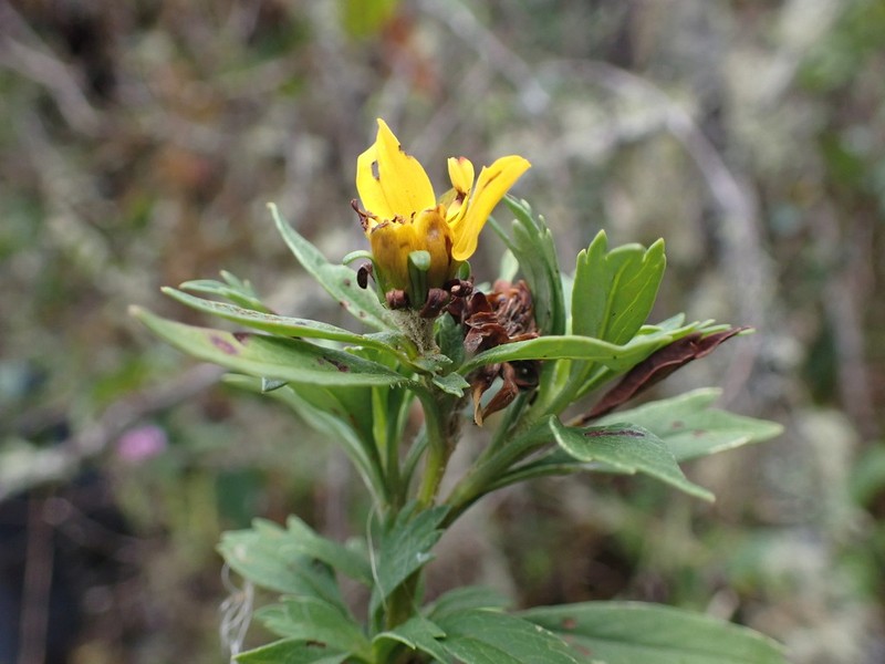 Burnellia sherffii photo 2