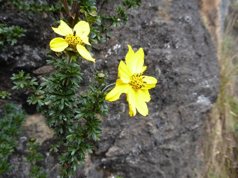 Burnellia sherffii photo 3