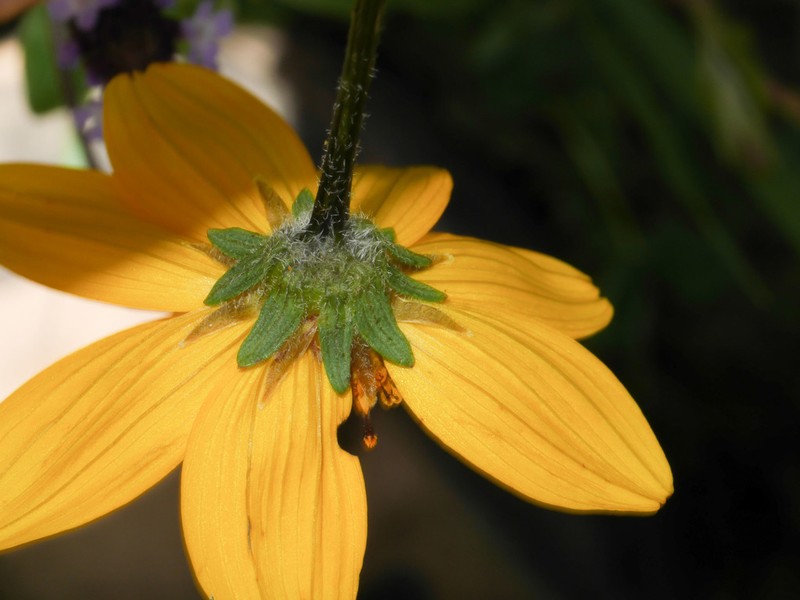 Burnellia sherffii photo 4