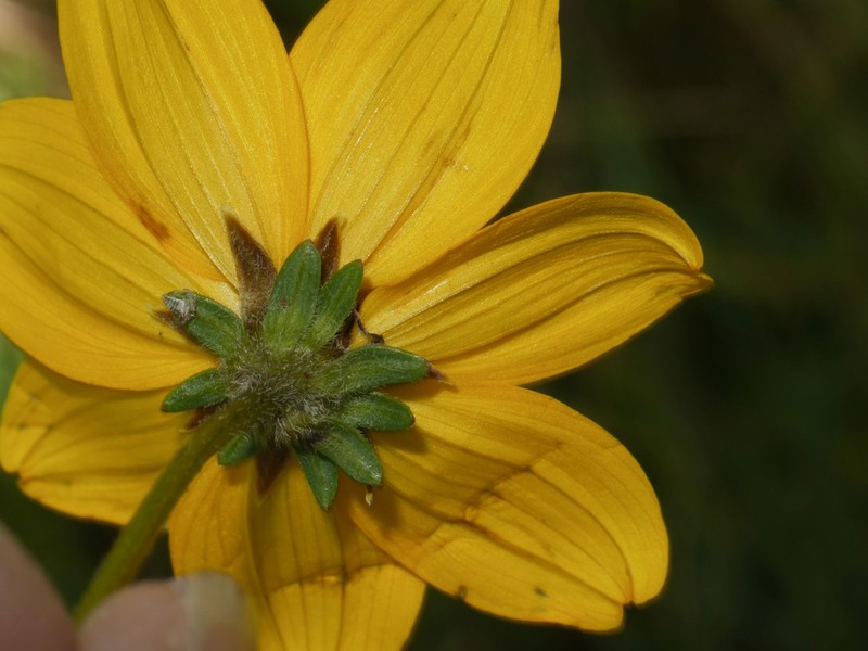 Burnellia sherffii photo 5