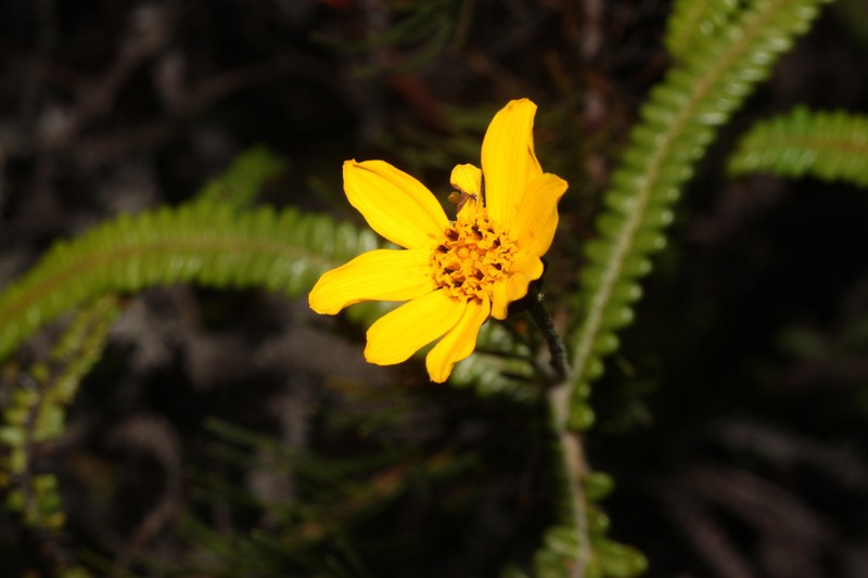 Burnellia venusta