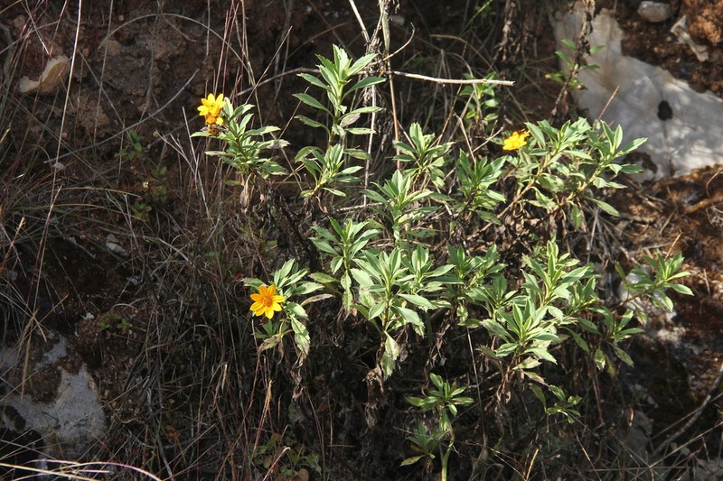 Burnellia woytkowskii