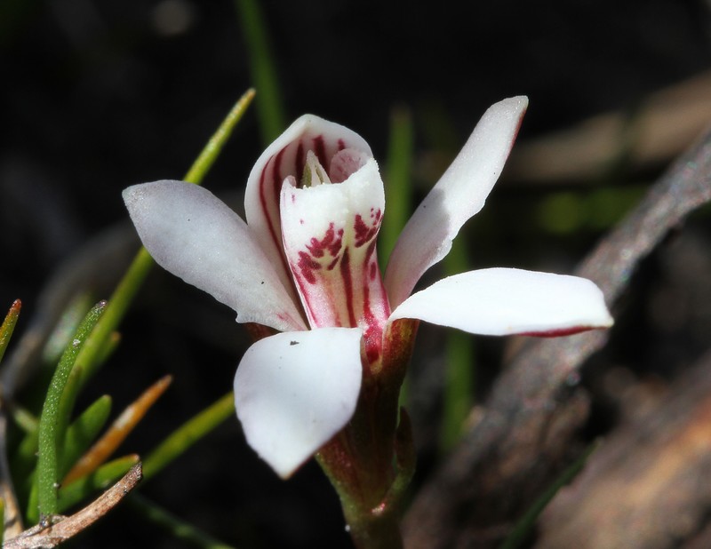 Burnettia cuneata