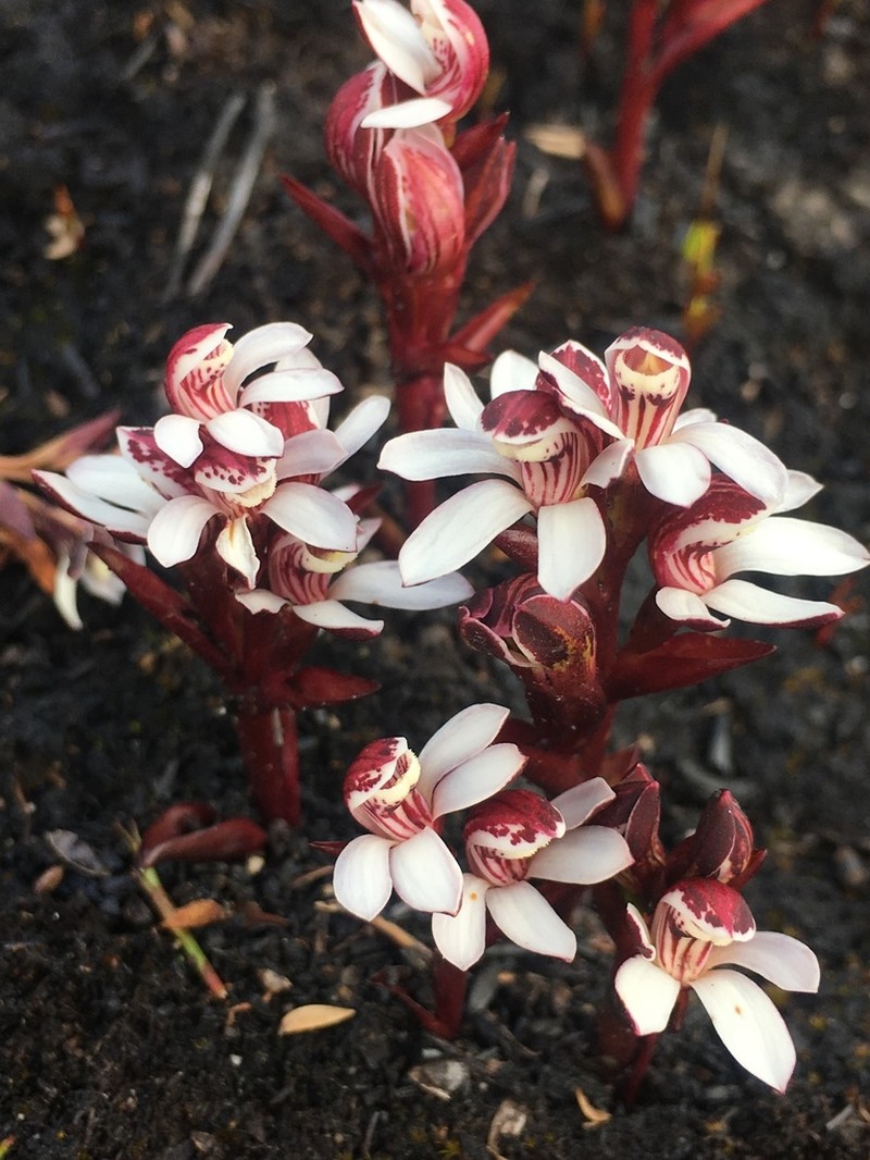 Burnettia cuneata photo 2