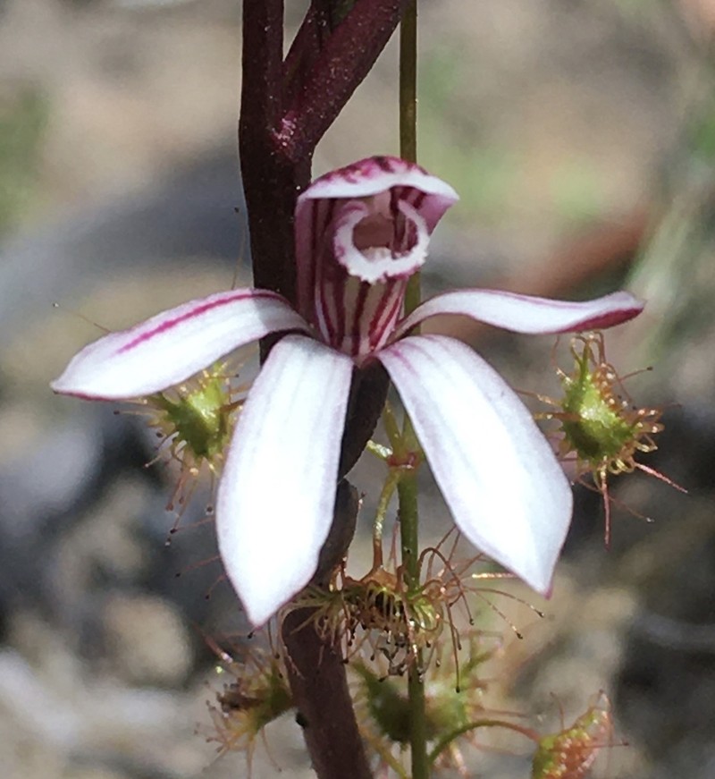 Burnettia cuneata photo 3