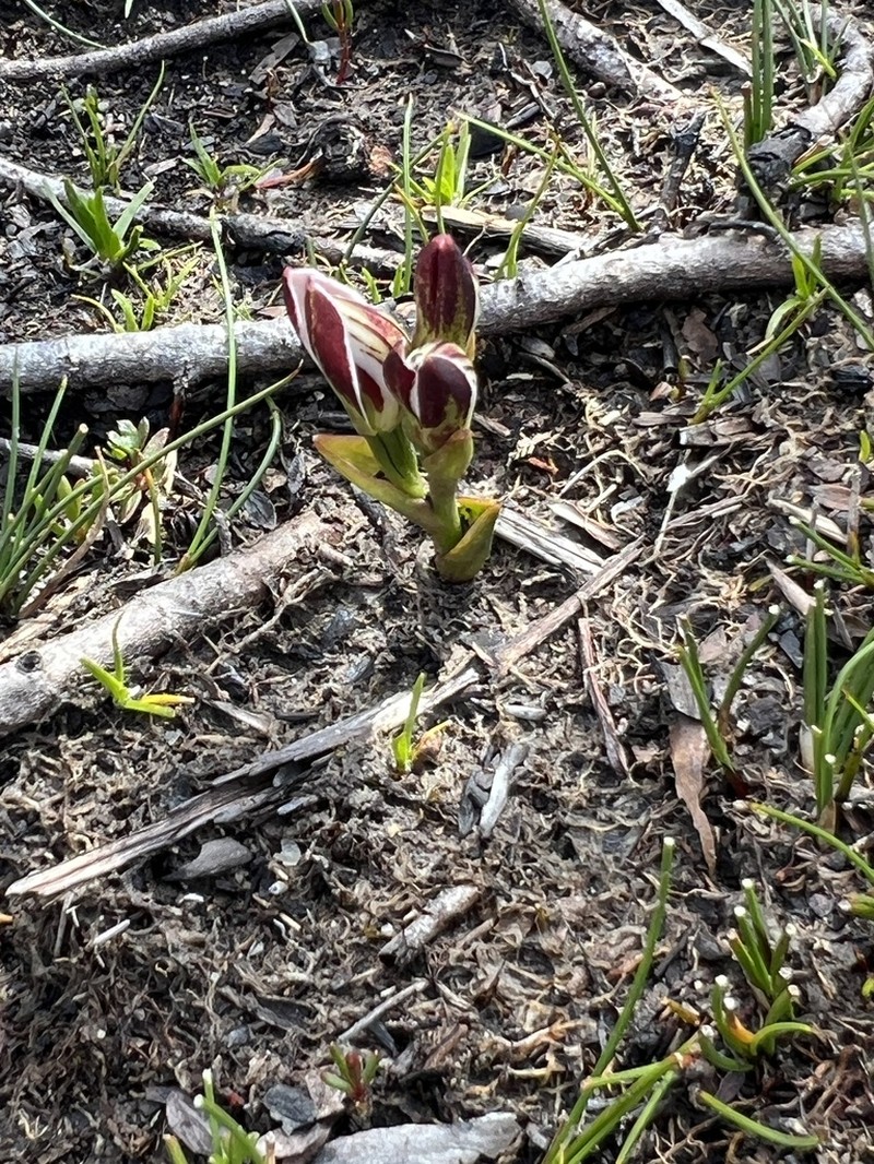 Burnettia cuneata photo 4