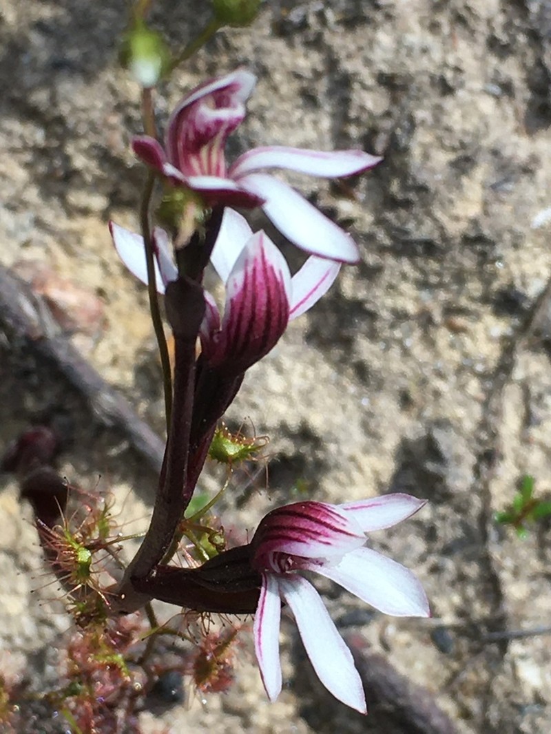 Burnettia cuneata photo 5