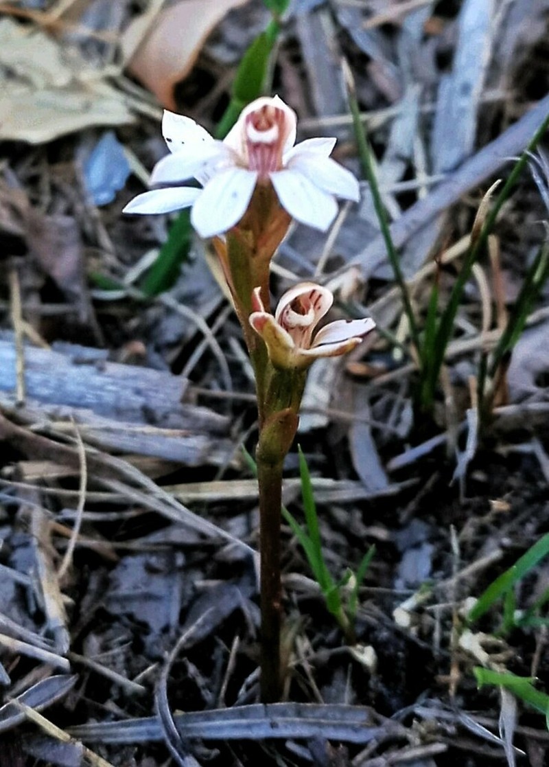 Burnettia cuneata photo 6
