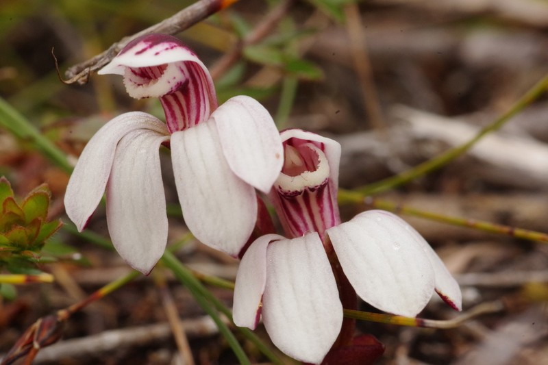 Burnettia cuneata photo 7
