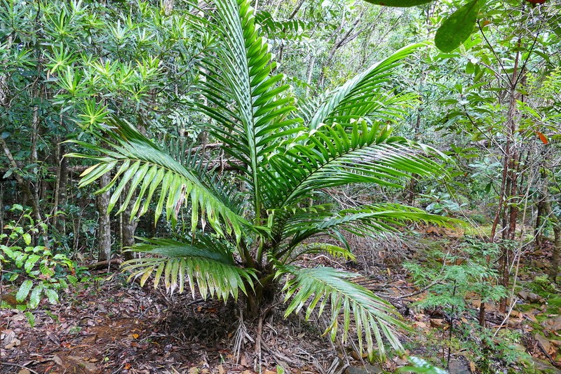 Burretiokentia dumasii