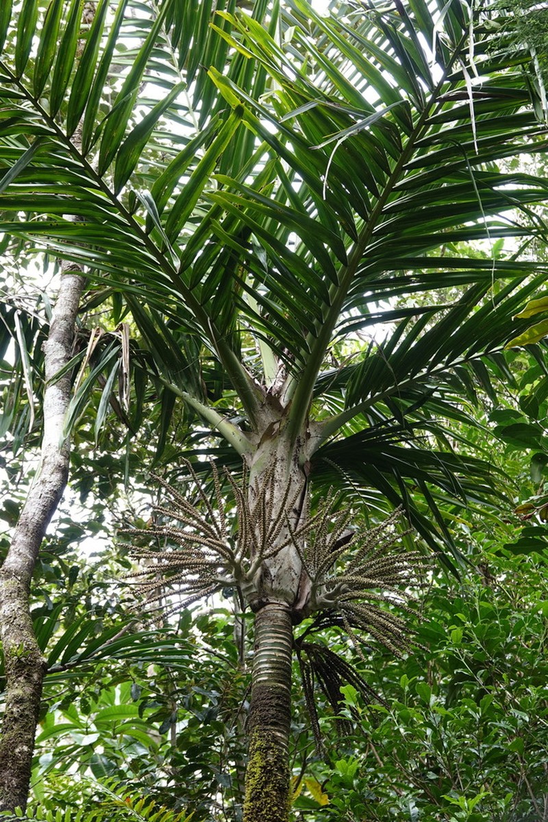 Burretiokentia dumasii photo 2