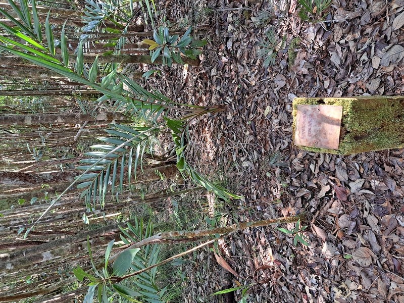 Burretiokentia grandiflora photo 2