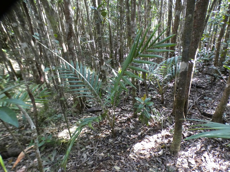 Burretiokentia grandiflora photo 3