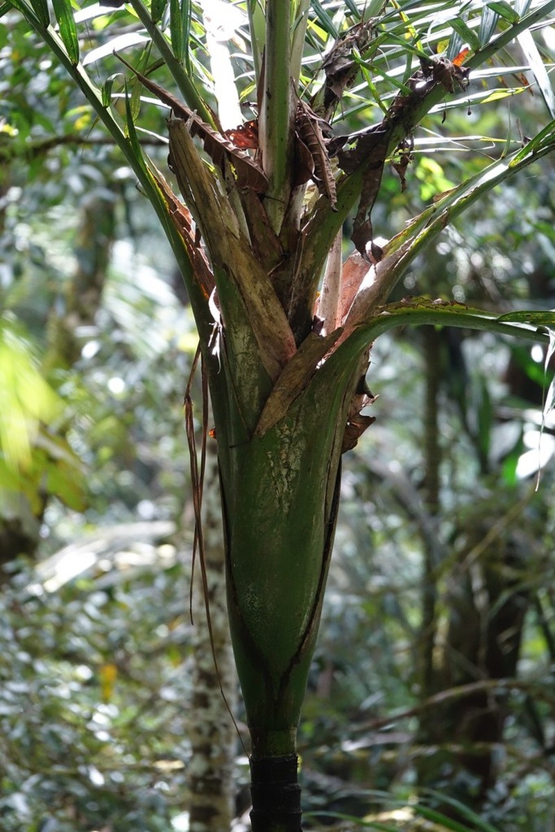 Burretiokentia grandiflora photo 4