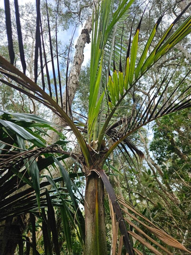 Burretiokentia grandiflora photo 5