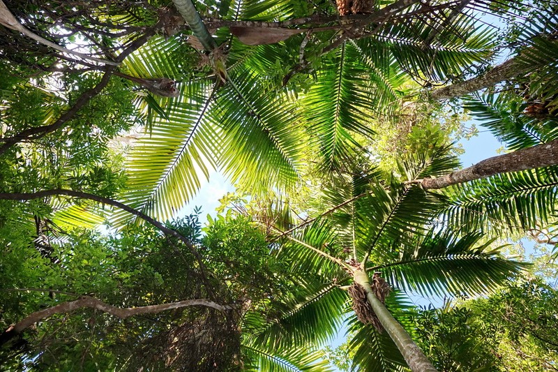 Burretiokentia hapala