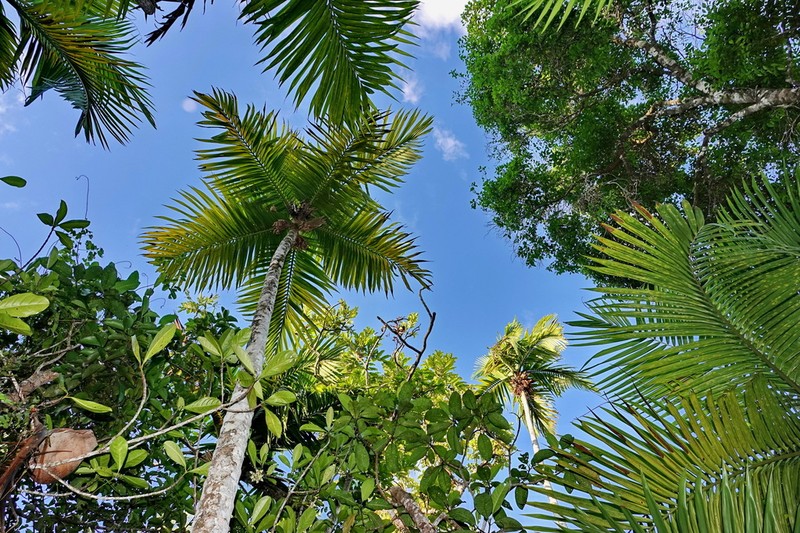 Burretiokentia hapala photo 2