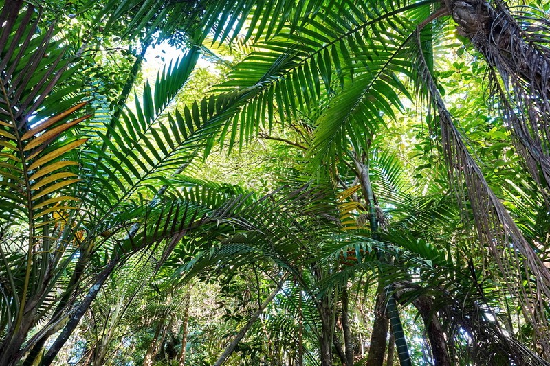 Burretiokentia hapala photo 3