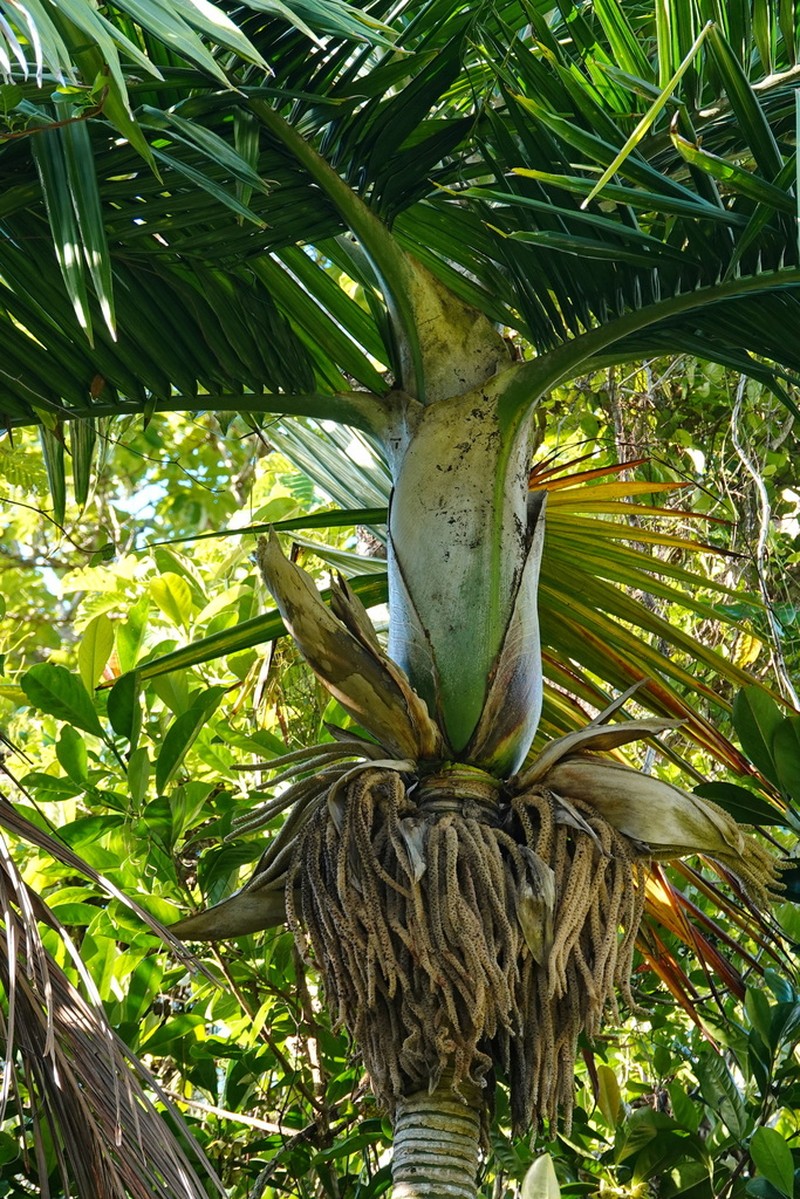 Burretiokentia hapala photo 4
