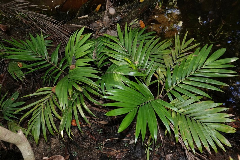 Burretiokentia hapala photo 5