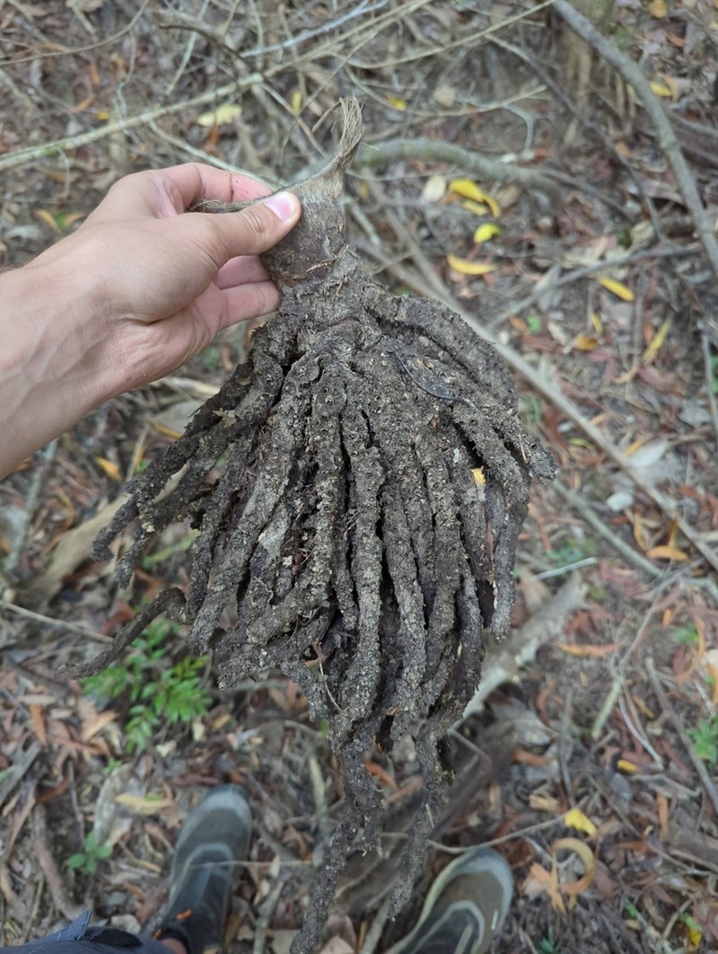 Burretiokentia hapala photo 6