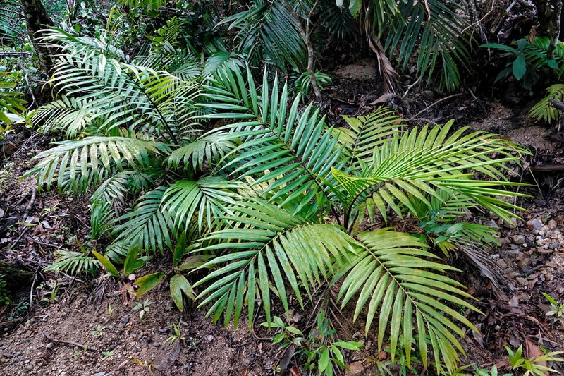 Burretiokentia hapala photo 8