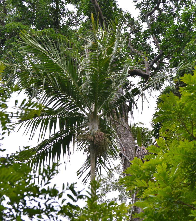 Burretiokentia koghiensis