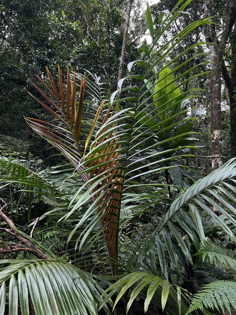 Burretiokentia koghiensis photo 3