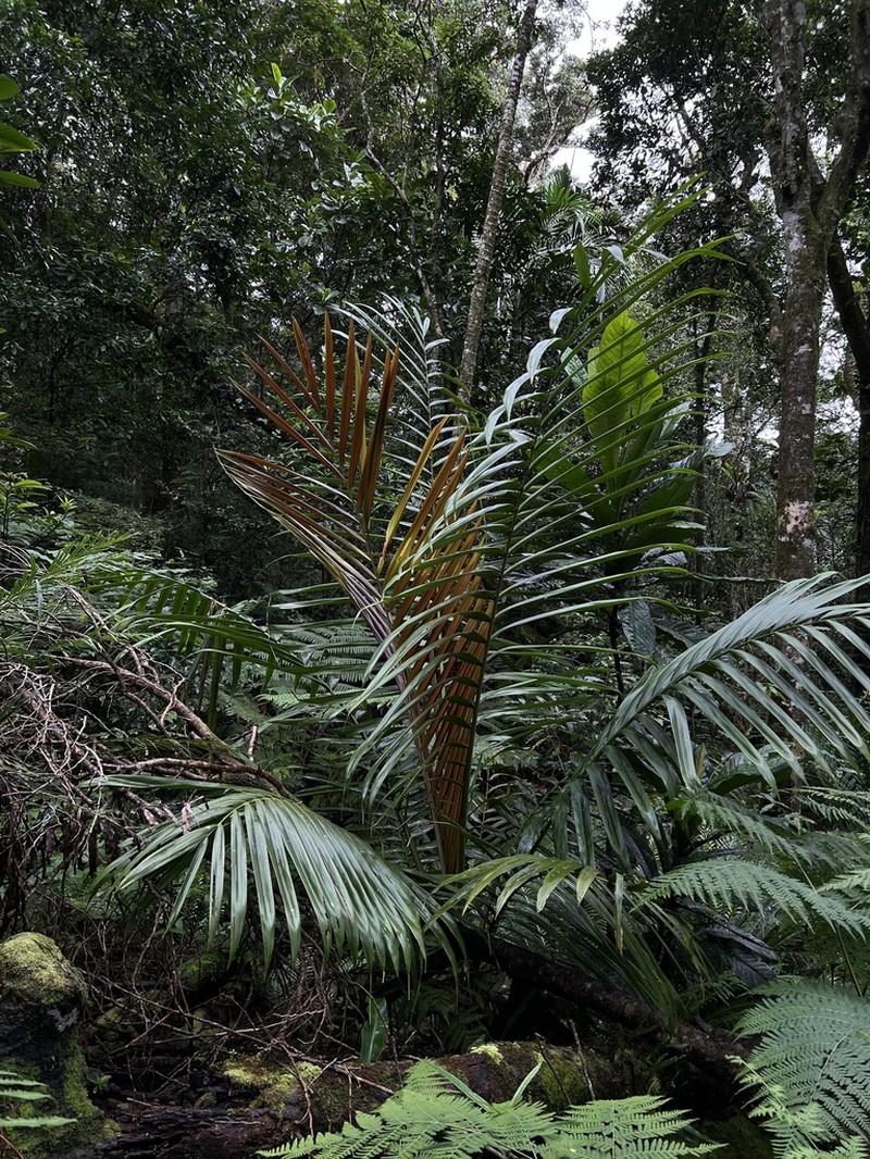 Burretiokentia koghiensis photo 4