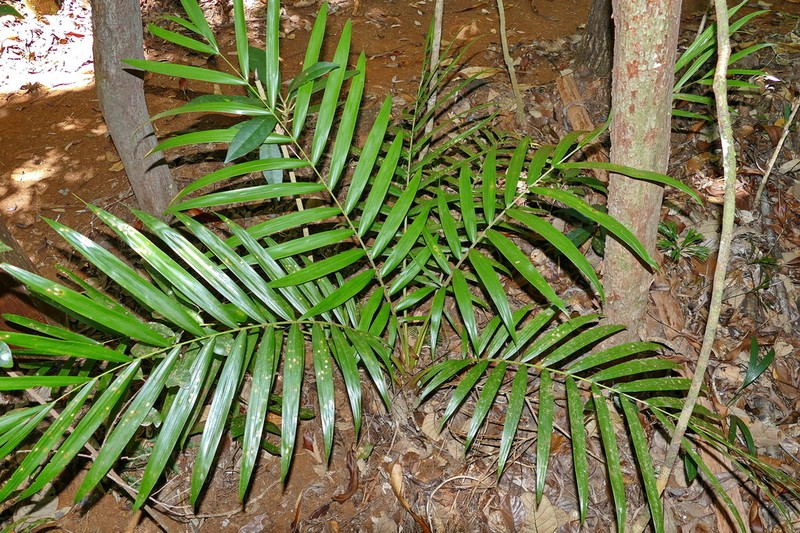 Burretiokentia koghiensis photo 5