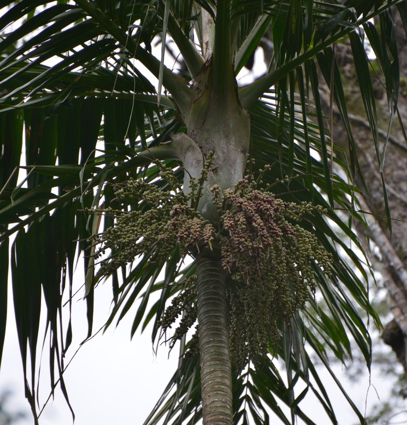Burretiokentia koghiensis photo 6