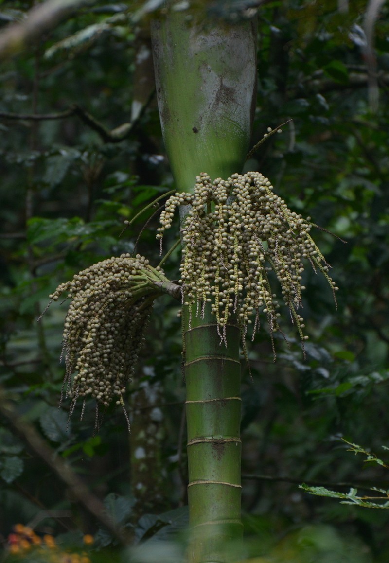 Burretiokentia koghiensis photo 7