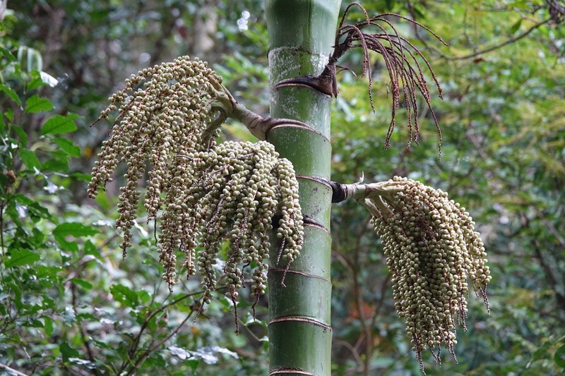 Burretiokentia koghiensis photo 8