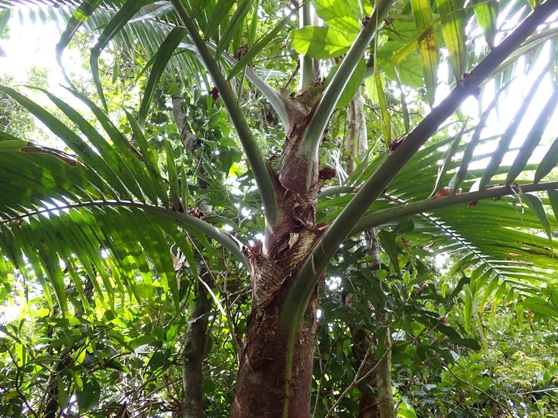 Burretiokentia vieillardii