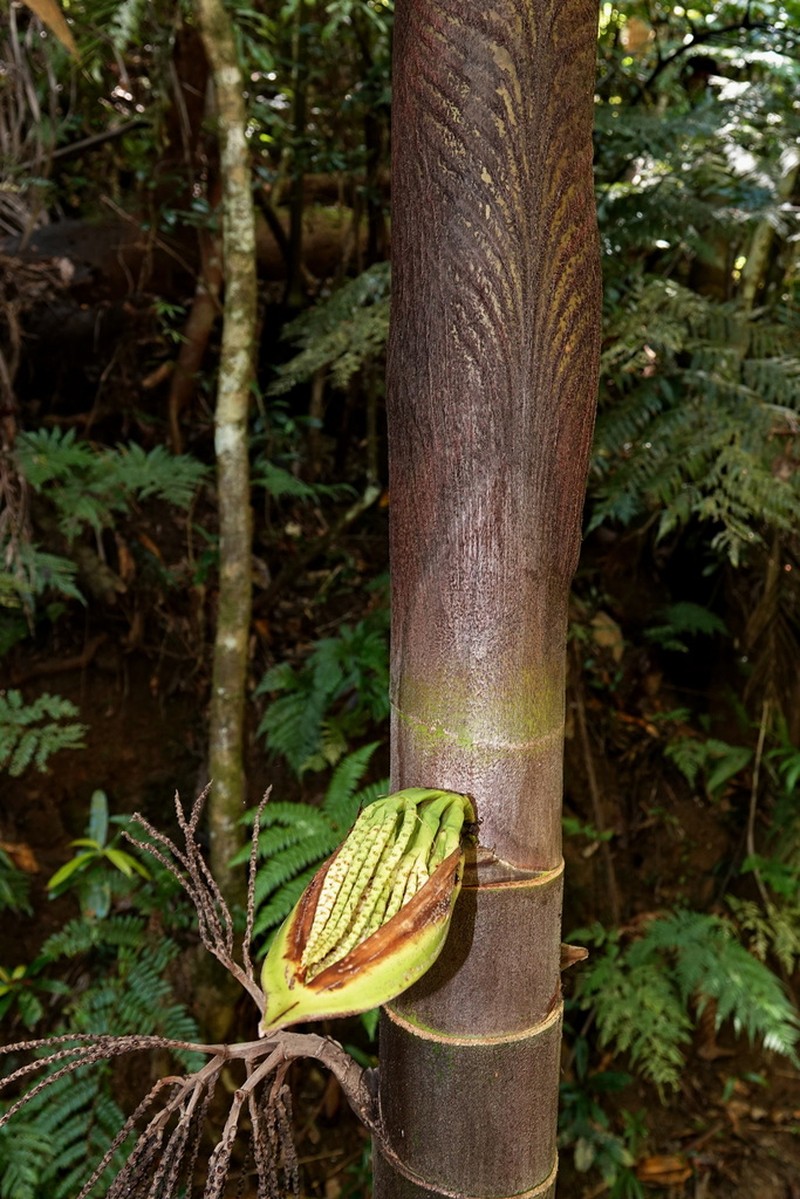 Burretiokentia vieillardii photo 4