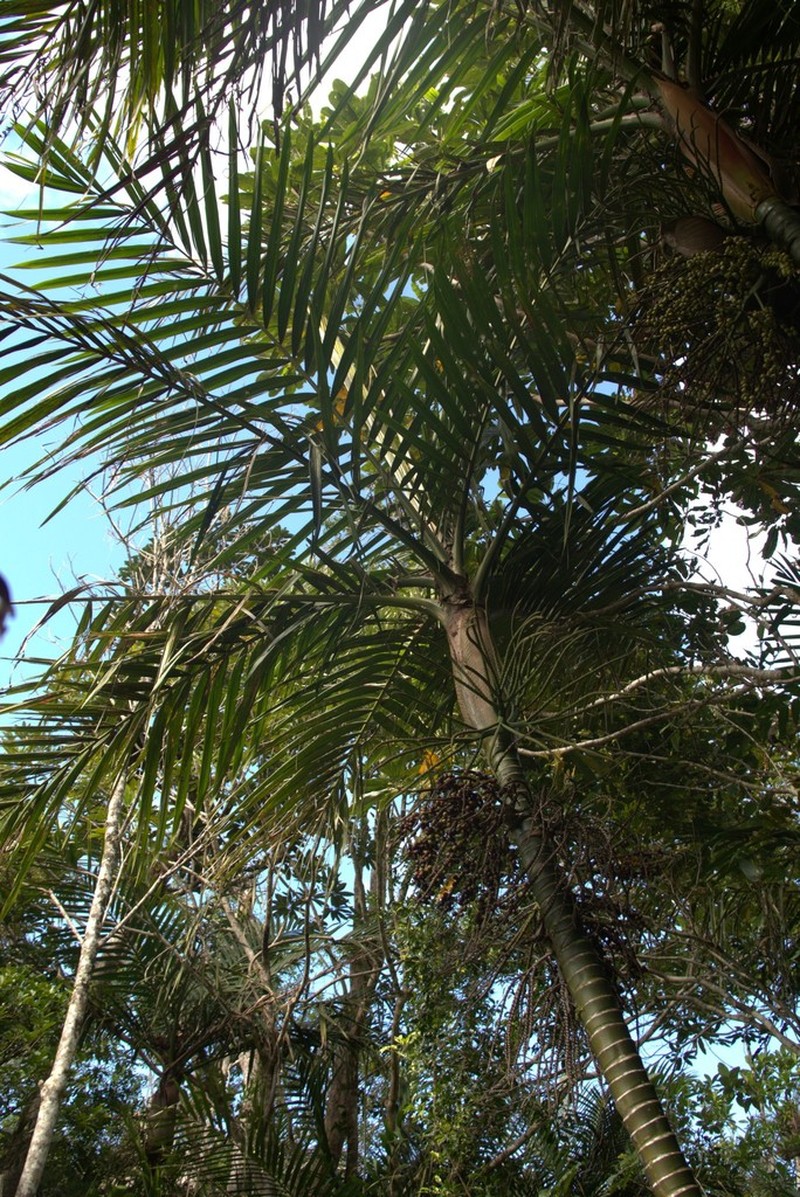 Burretiokentia vieillardii photo 6