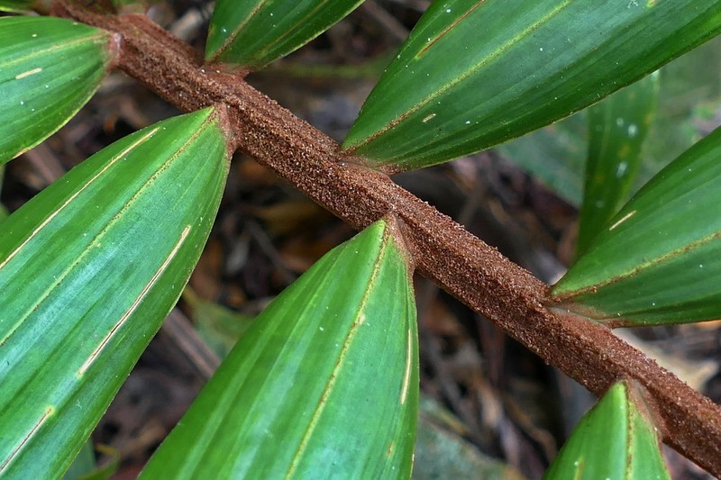 Burretiokentia vieillardii photo 7