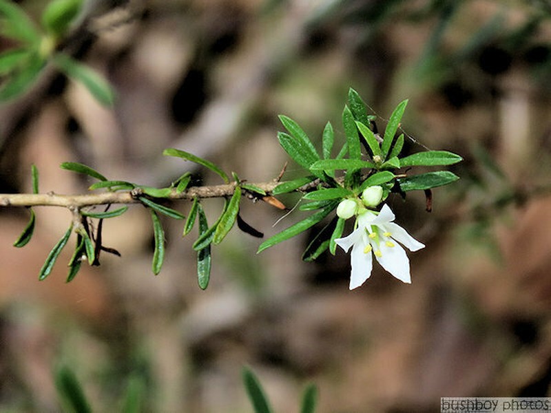Bursaria cayzerae