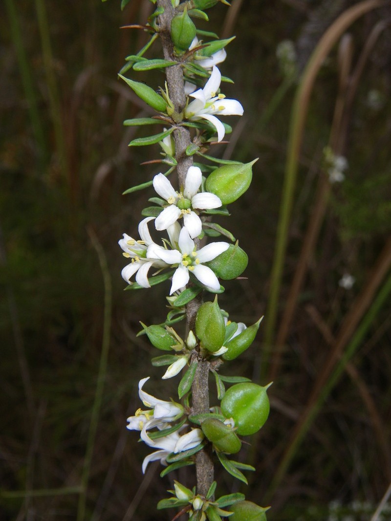 Bursaria cayzerae photo 2