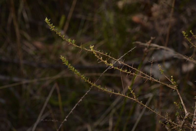Bursaria cayzerae photo 3