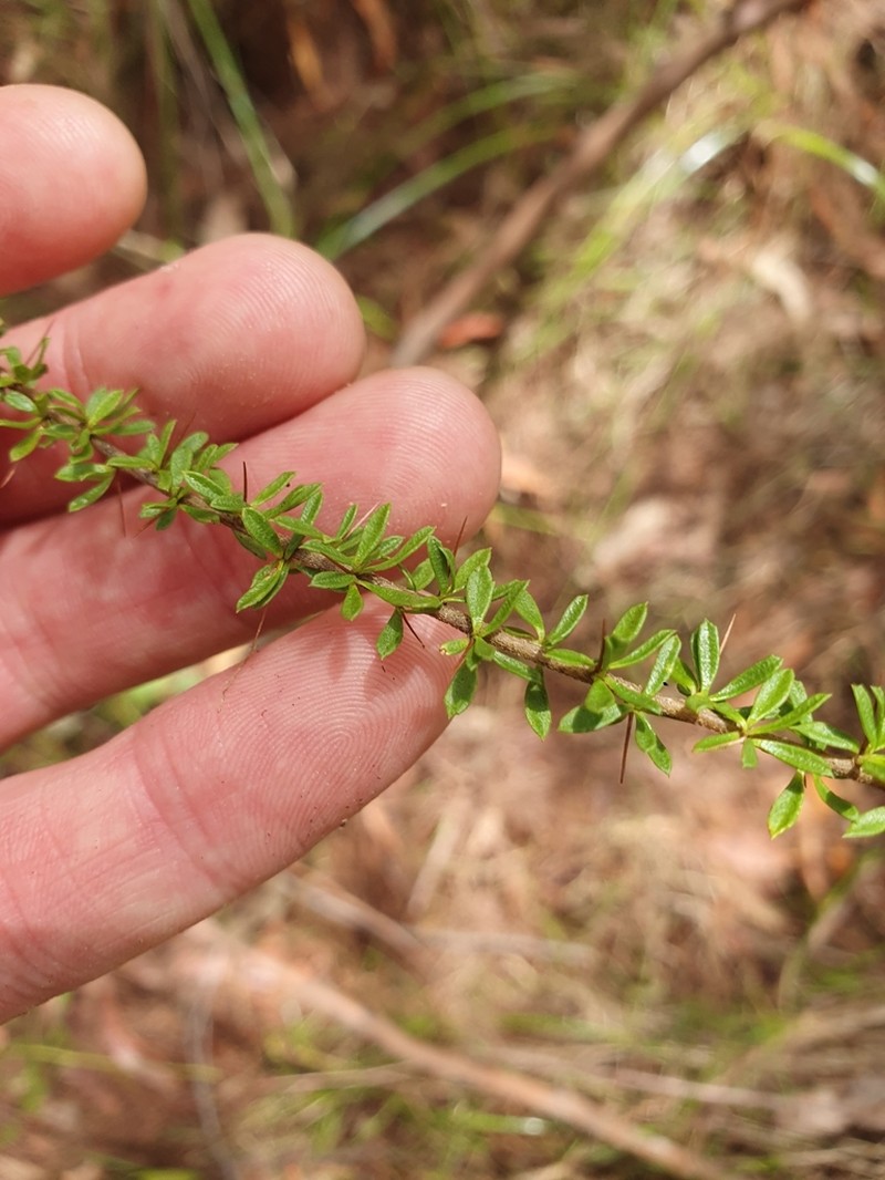 Bursaria cayzerae photo 4