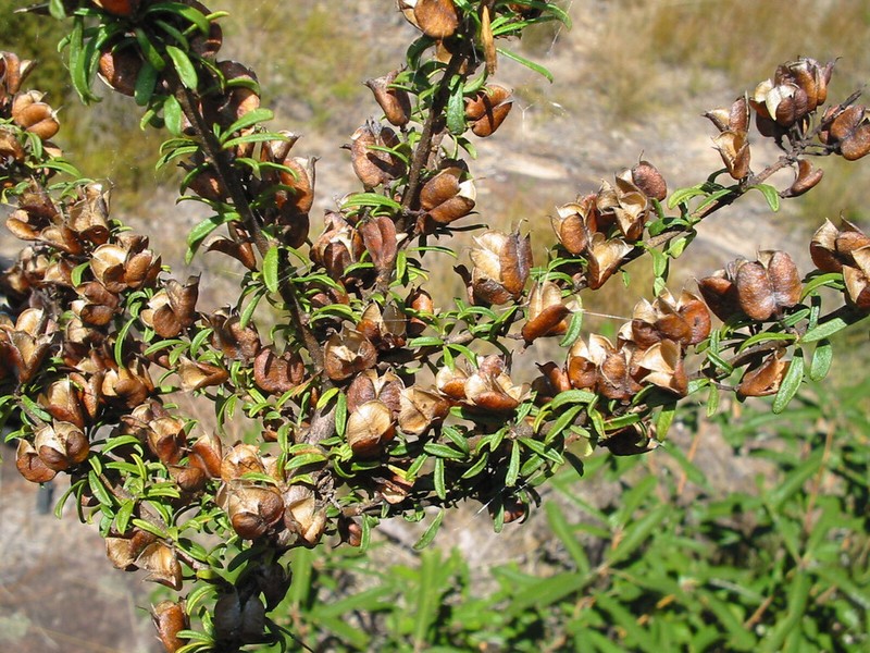 Bursaria cayzerae photo 5