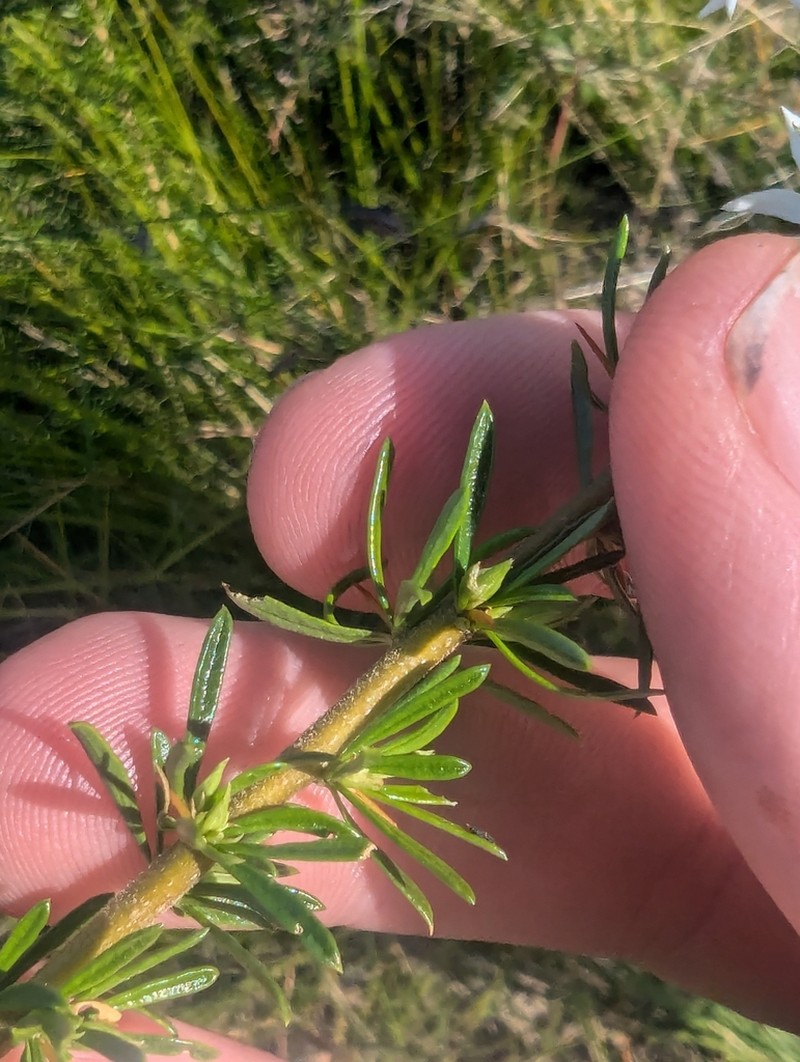 Bursaria cayzerae photo 6