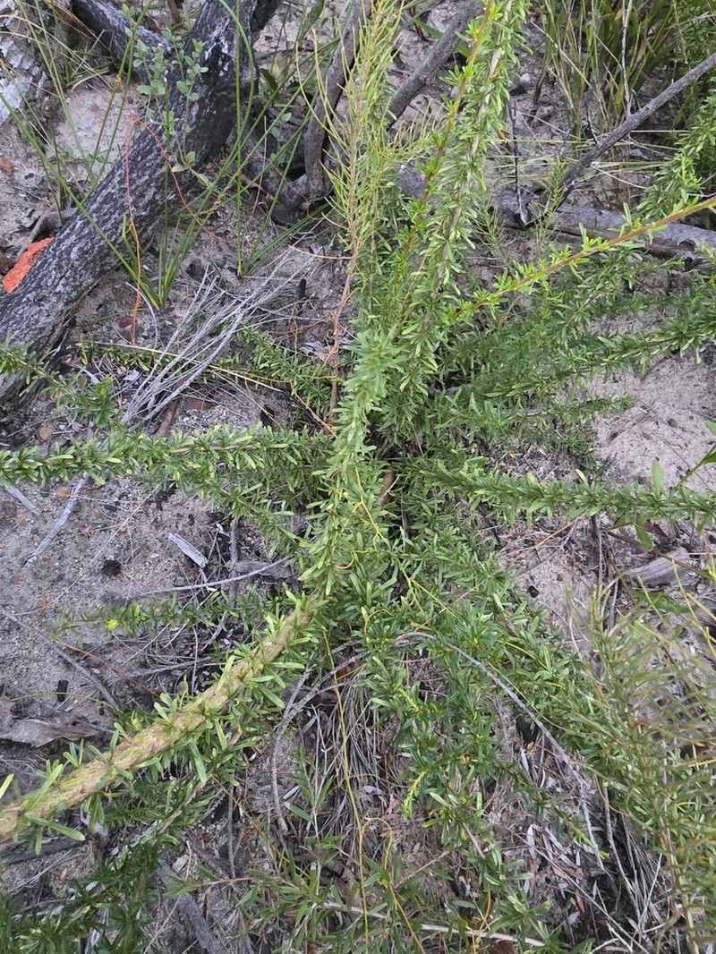 Bursaria cayzerae photo 7