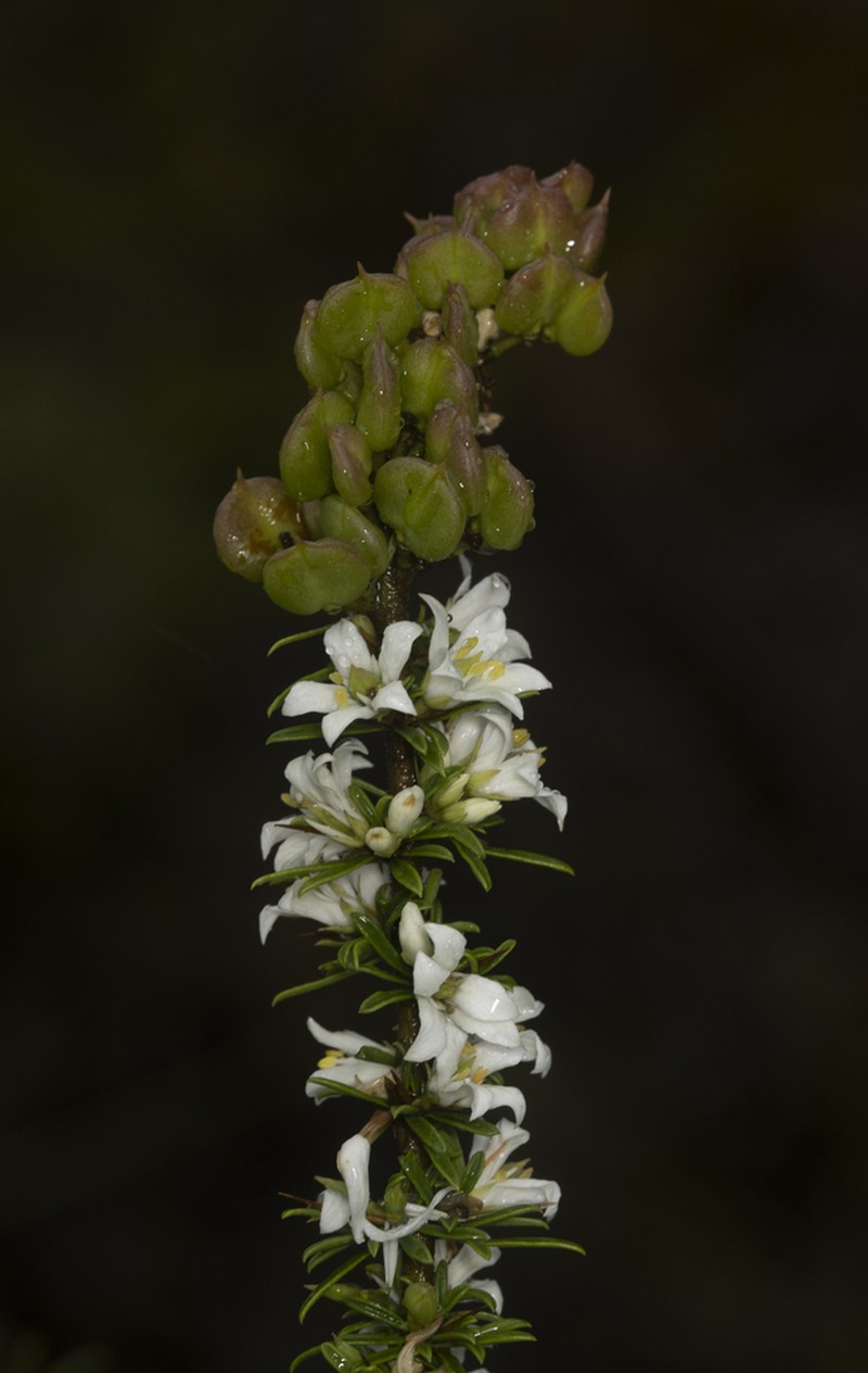 Bursaria cayzerae photo 8
